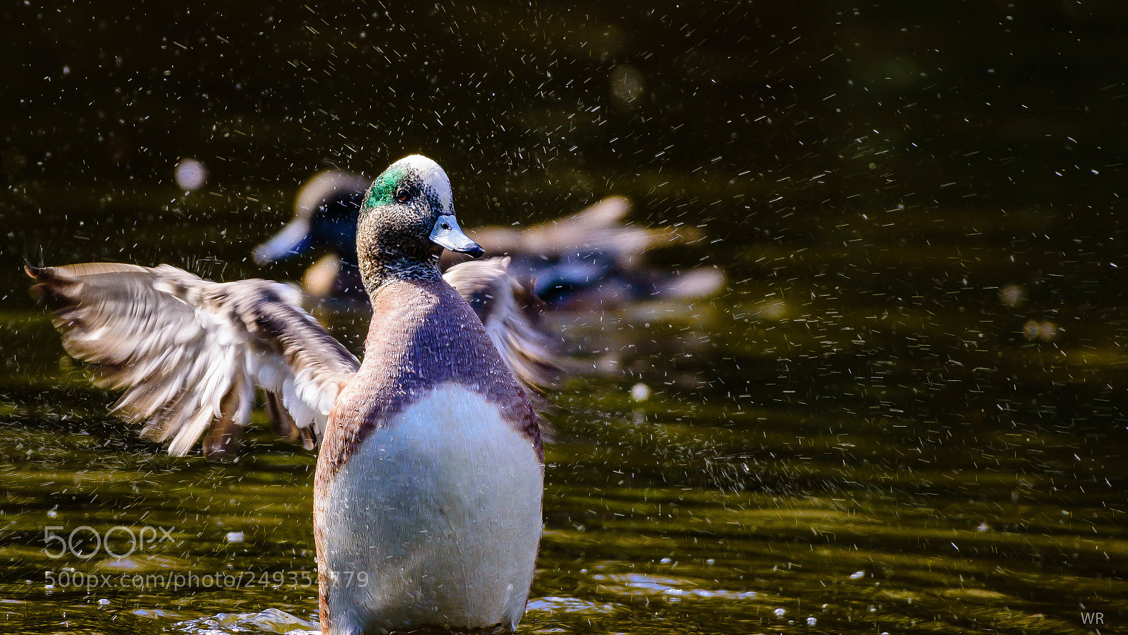 Nikon D7200 sample photo. Dancing duck. photography