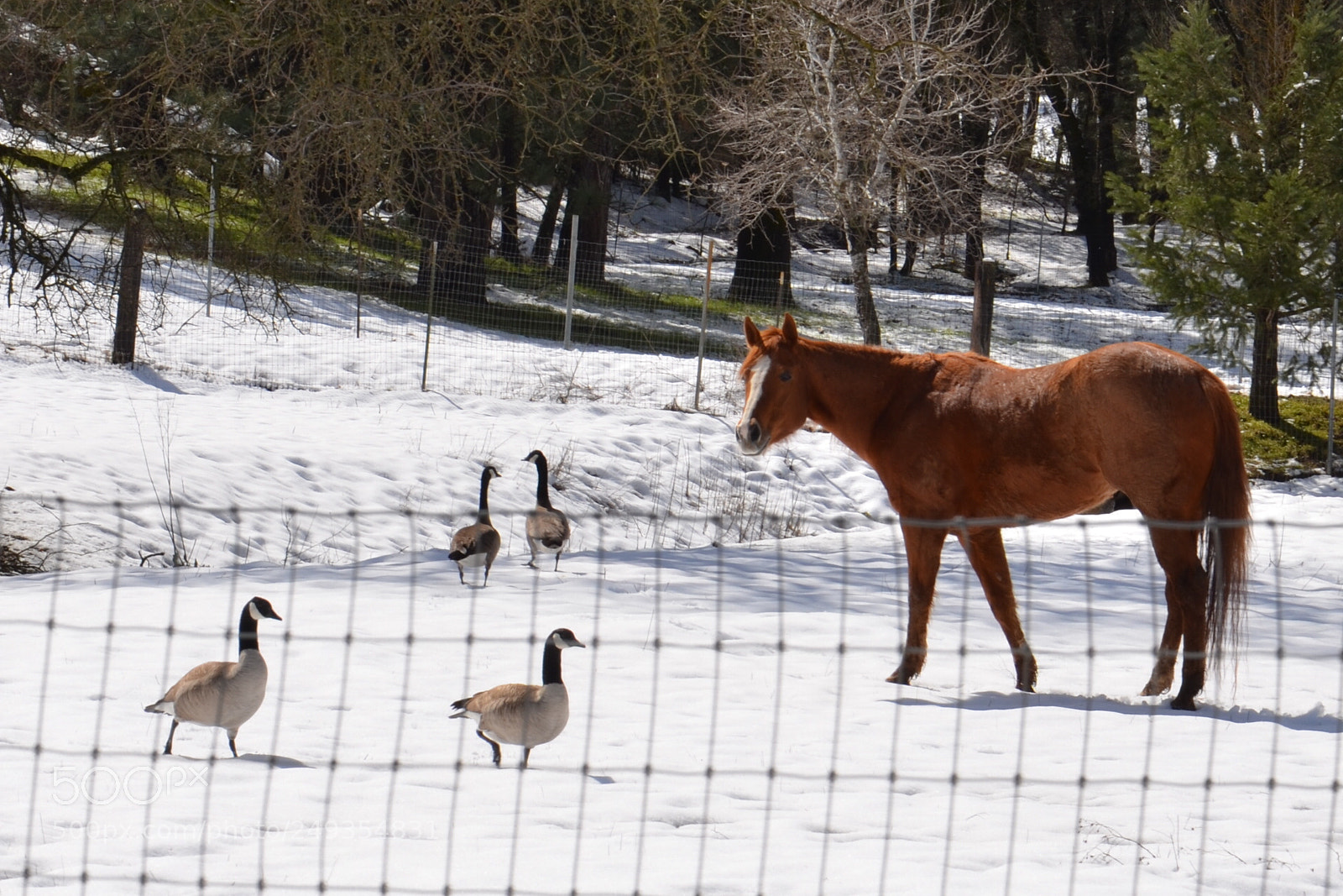 Nikon D7000 sample photo. Ganging up photography