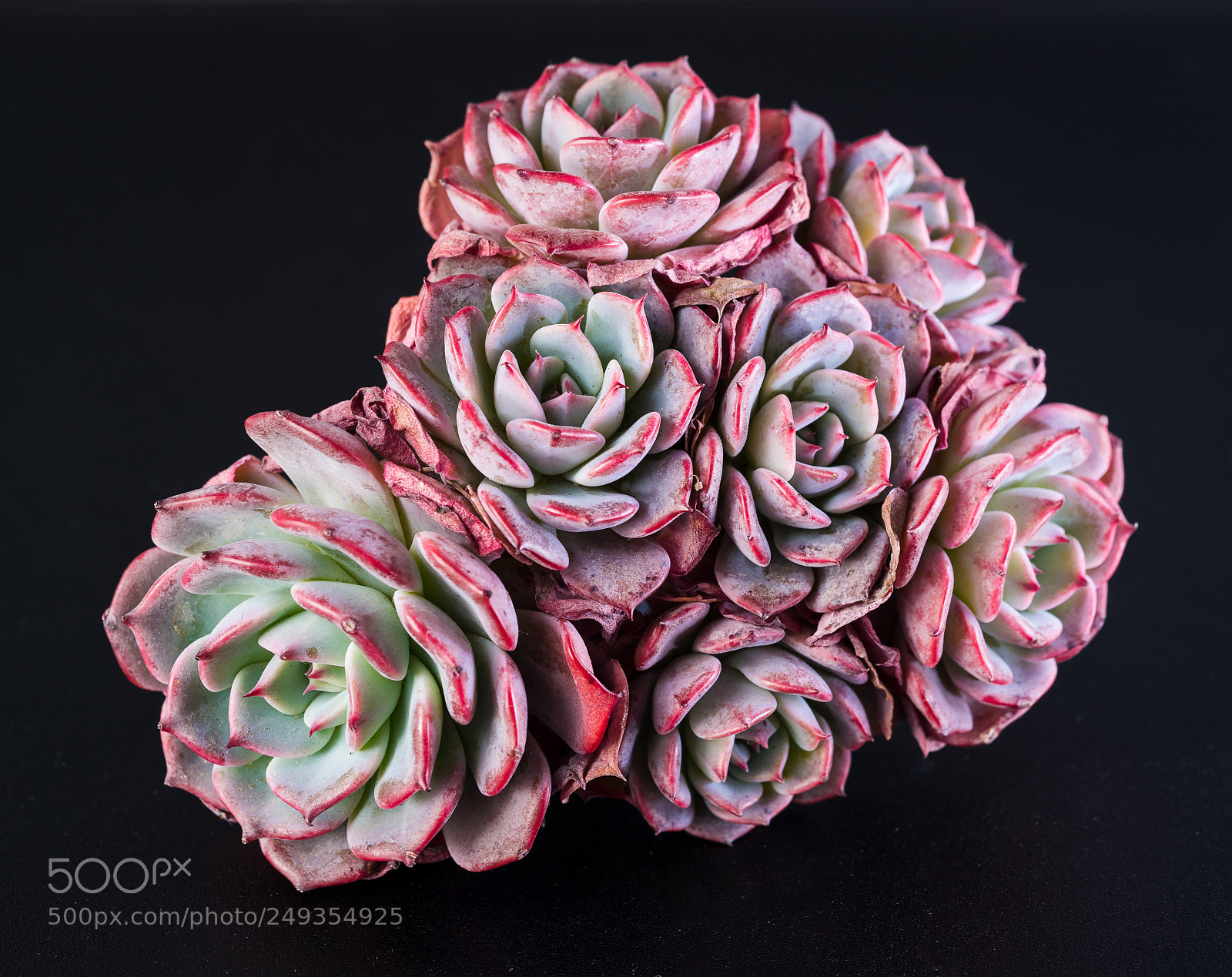 Sony a7 II sample photo. Echeveria laulensis photography
