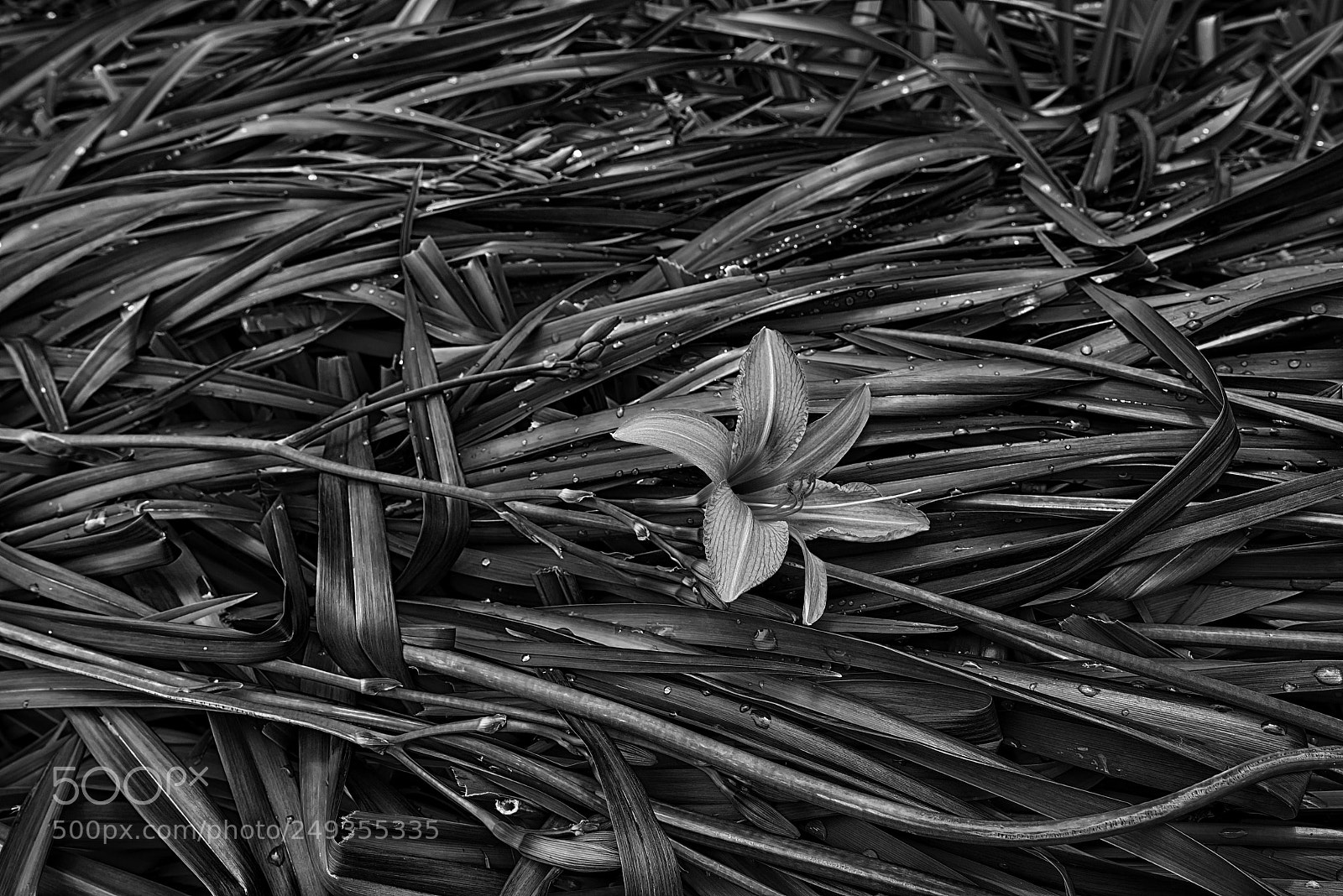Nikon D800 sample photo. Still a bloom... photography