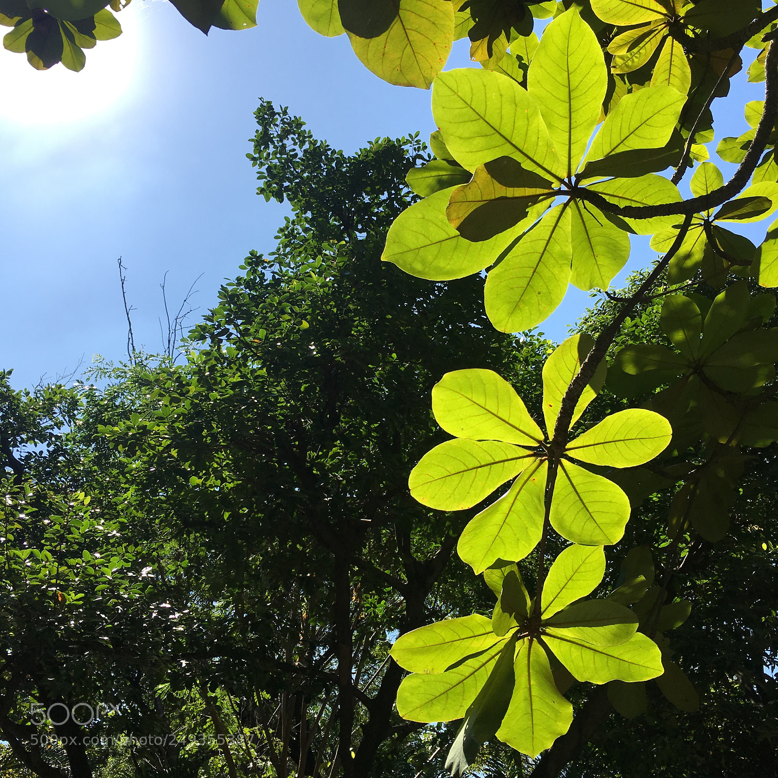 Apple iPhone 6s Plus sample photo. #thailand#tree photography