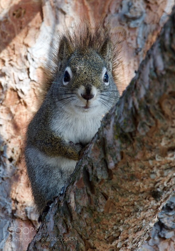 Nikon D500 sample photo. Peek a boo squirrel photography