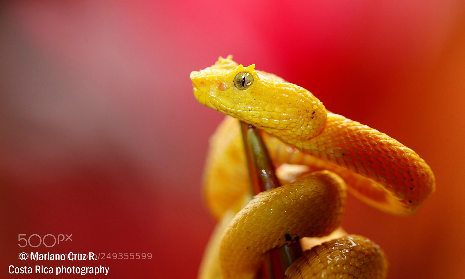 Canon EOS 7D sample photo. Golden eyelash pit viper photography