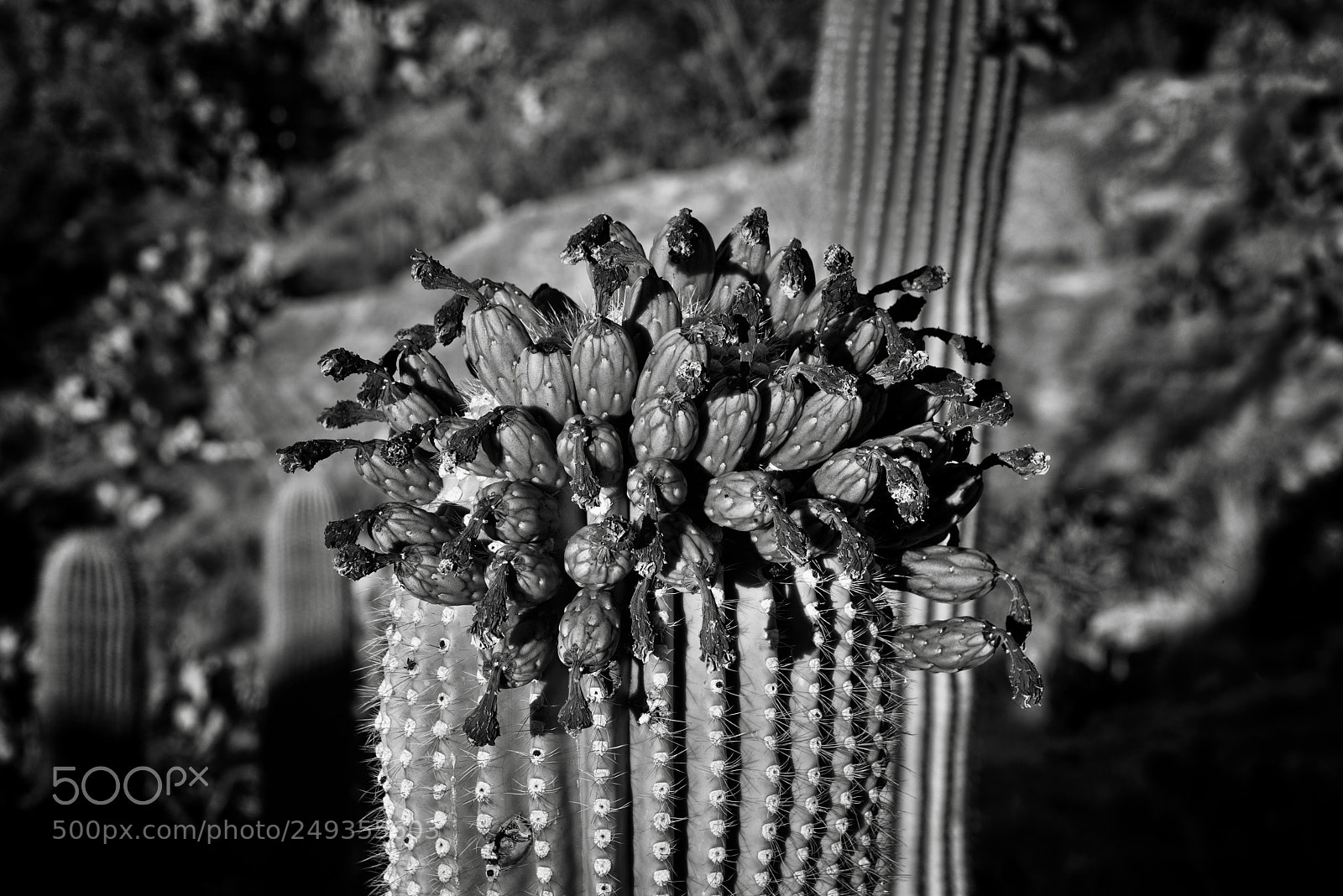 Nikon D800E sample photo. The very top of photography
