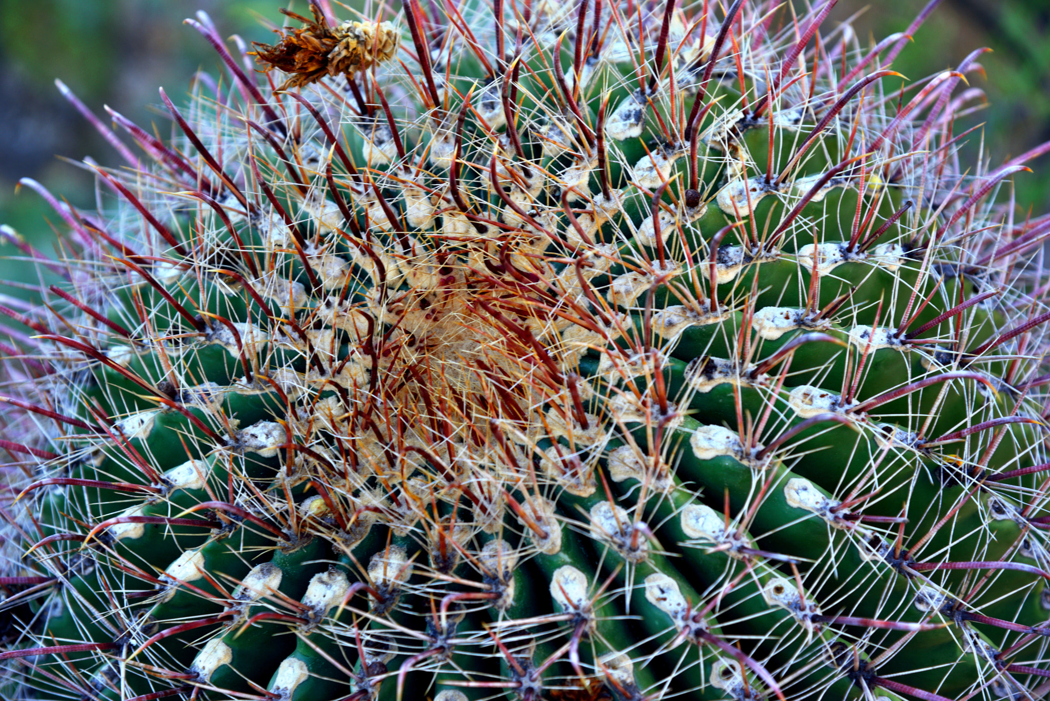 Nikon D800E sample photo. A fishhook barrel cactus in the javelina rocks area photography