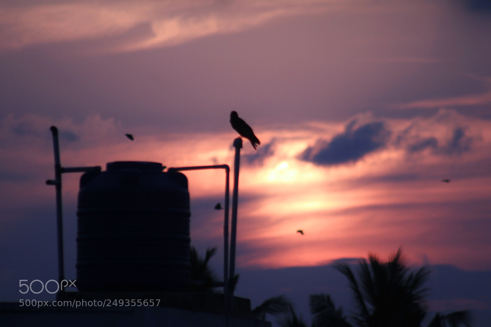 Canon EOS 80D sample photo. The lonely crow photography