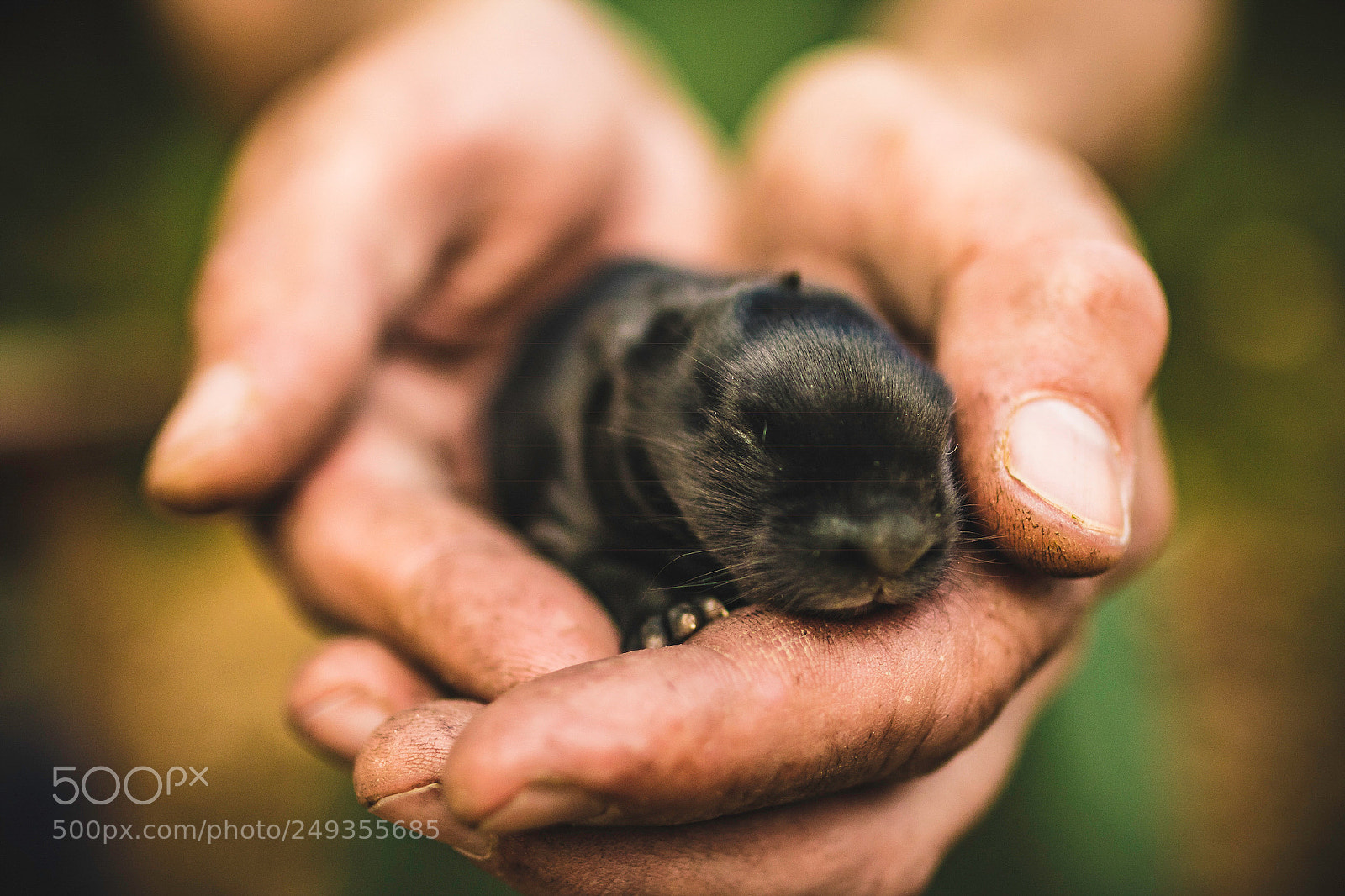 Canon EOS 7D Mark II sample photo. Bunny in hand photography