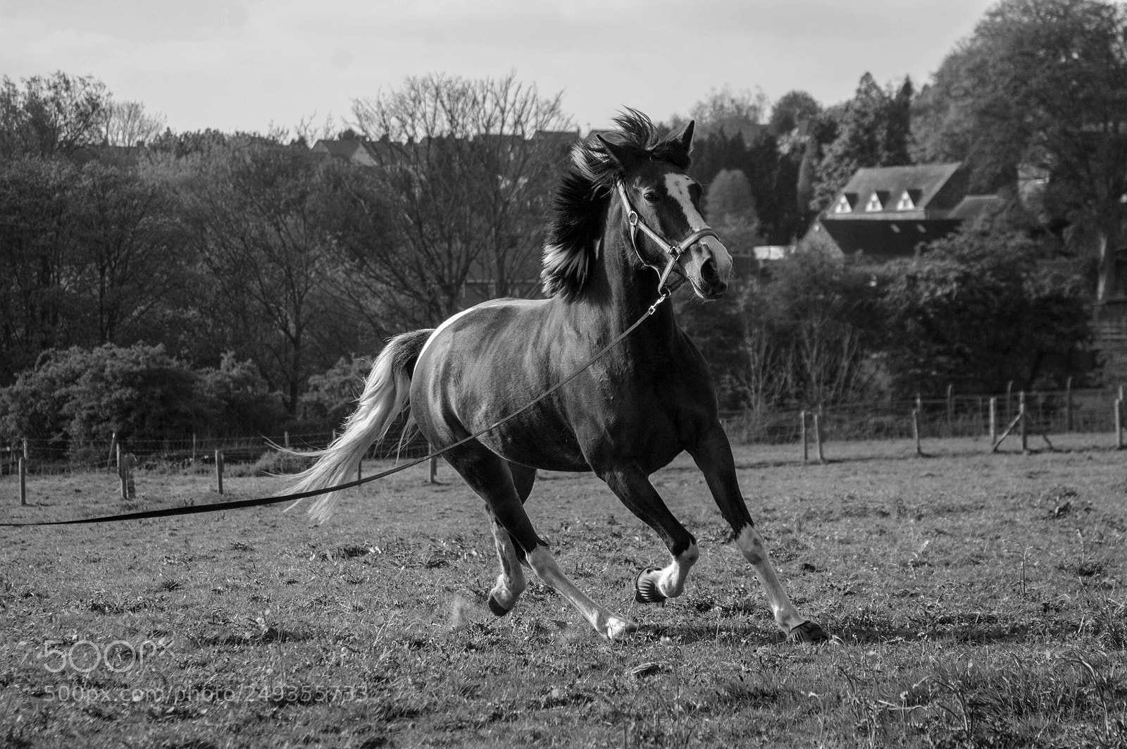 Nikon D2X sample photo. Training day photography