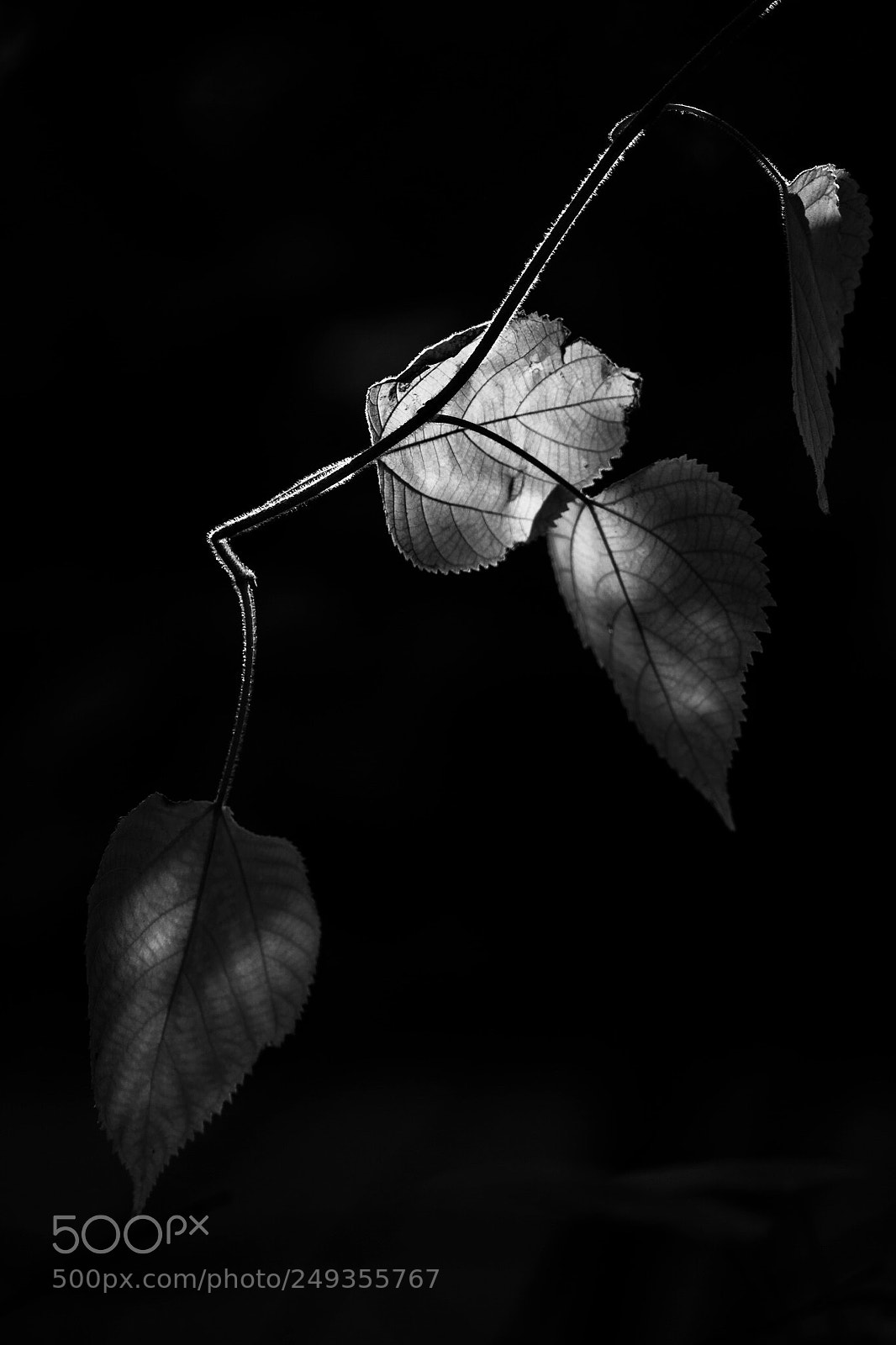 Canon EOS-1D X sample photo. Untitled photography