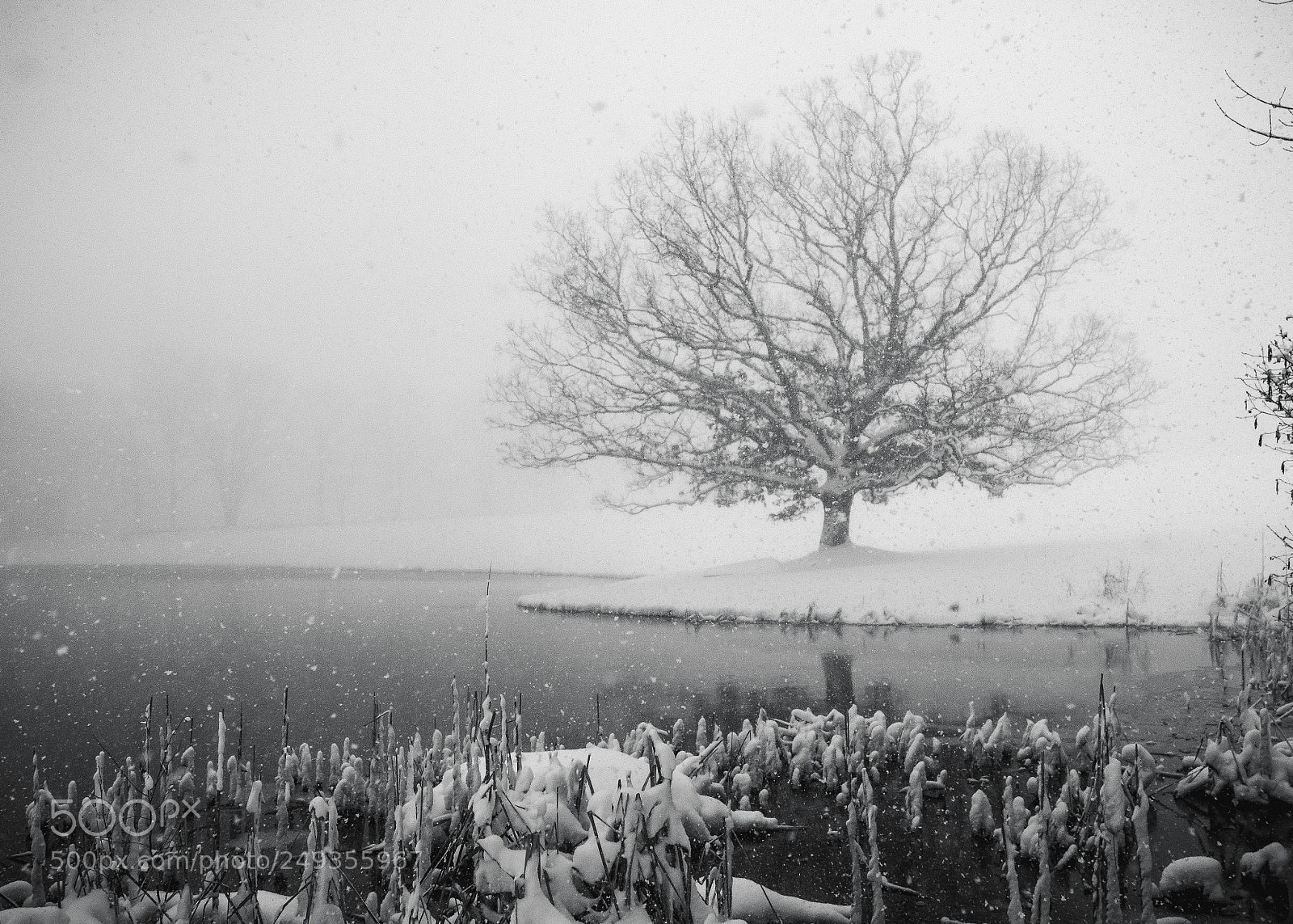 Canon EOS 7D Mark II sample photo. Snowy tree photography