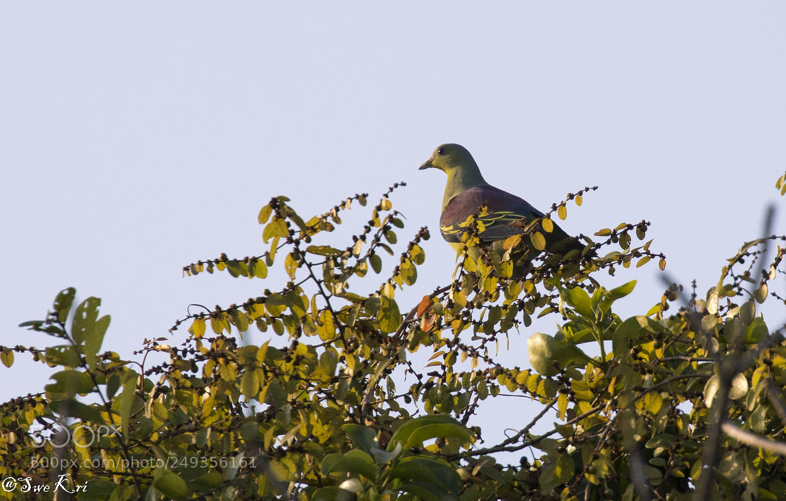 Canon EOS 5D Mark IV sample photo. Grey-fronted green pigeon photography