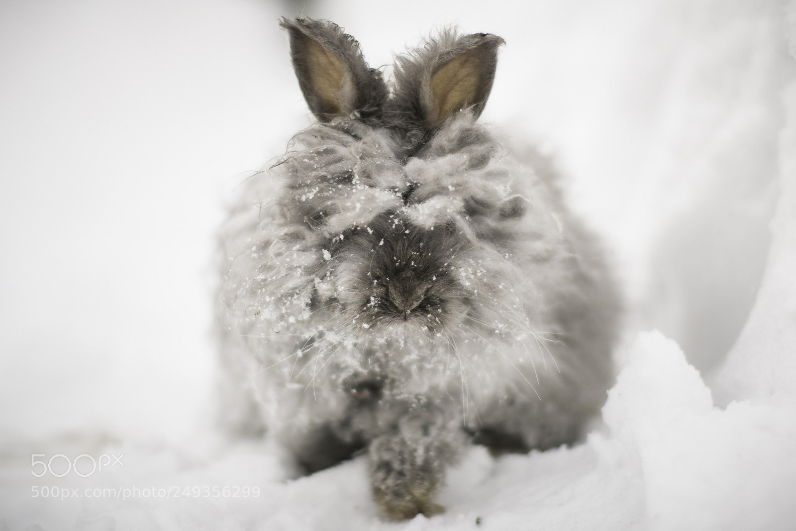 Canon EOS 7D Mark II sample photo. Snow ears photography