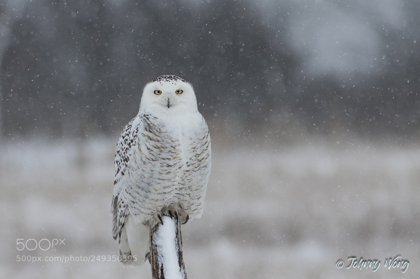 Canon EOS 7D Mark II sample photo. Snowy owl photography