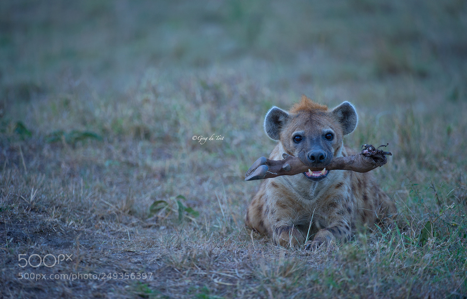 Nikon D3S sample photo. Every dog has his photography
