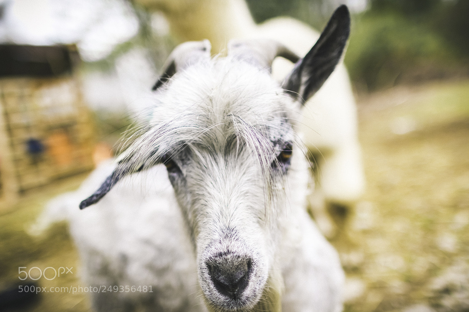 Canon EOS 7D Mark II sample photo. Branch photography