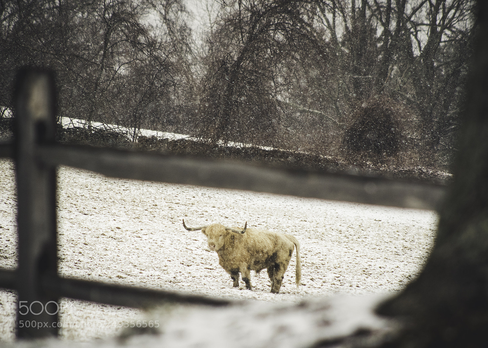 Canon EOS 7D Mark II sample photo. Highland cow photography