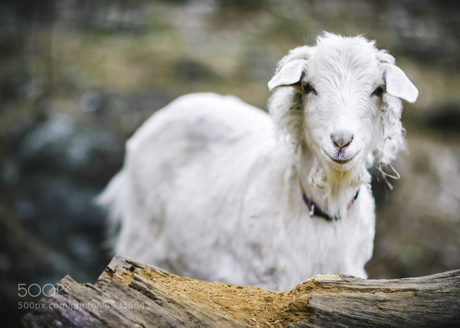 Canon EOS 7D Mark II sample photo. Huff n' puff photography