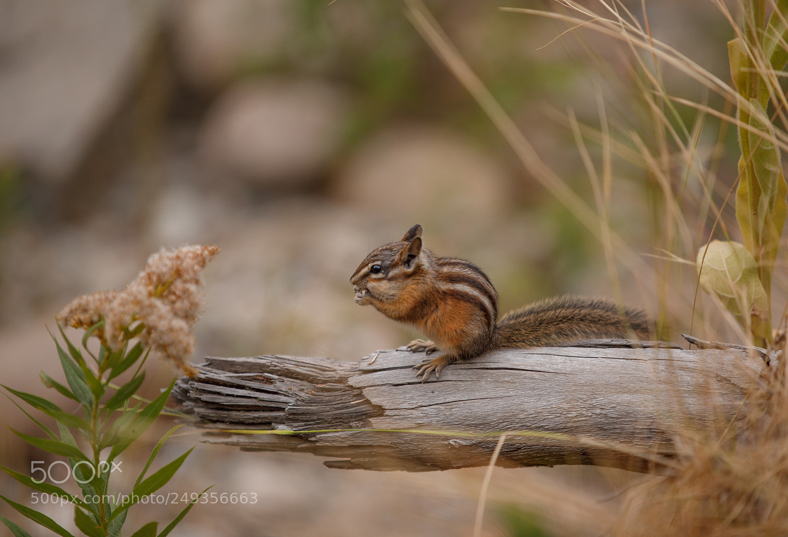 Canon EOS 5D Mark IV sample photo. Chipmunk photography