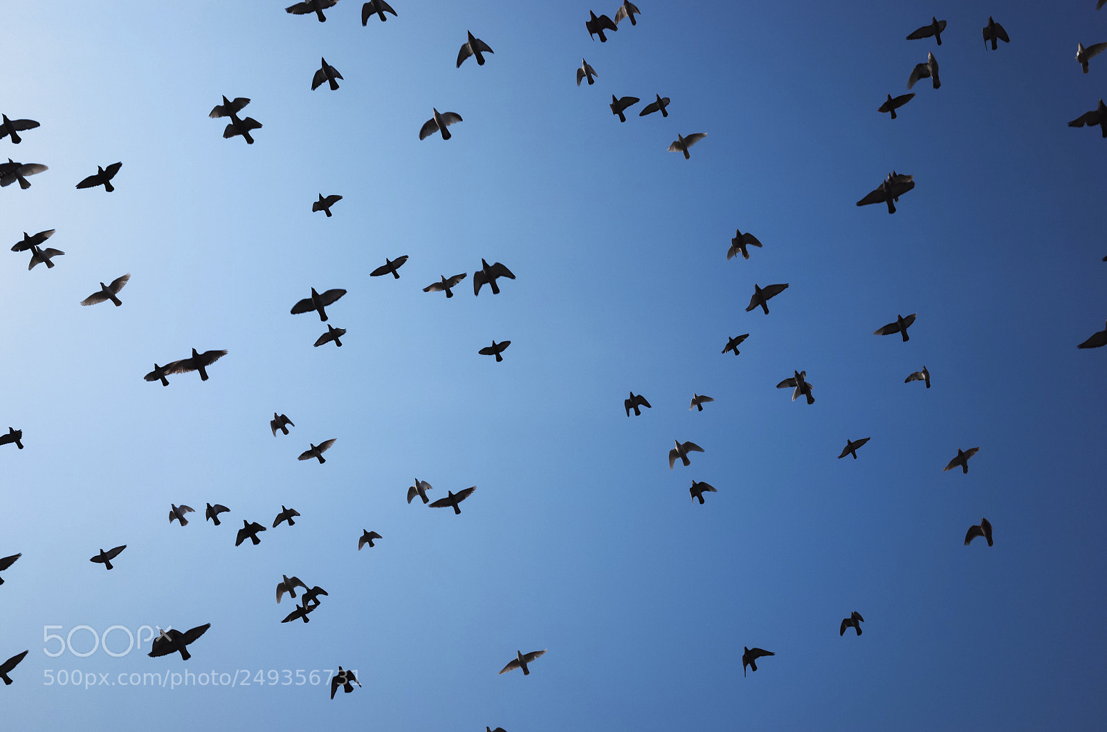 Ricoh GR II sample photo. Bird flying high photography