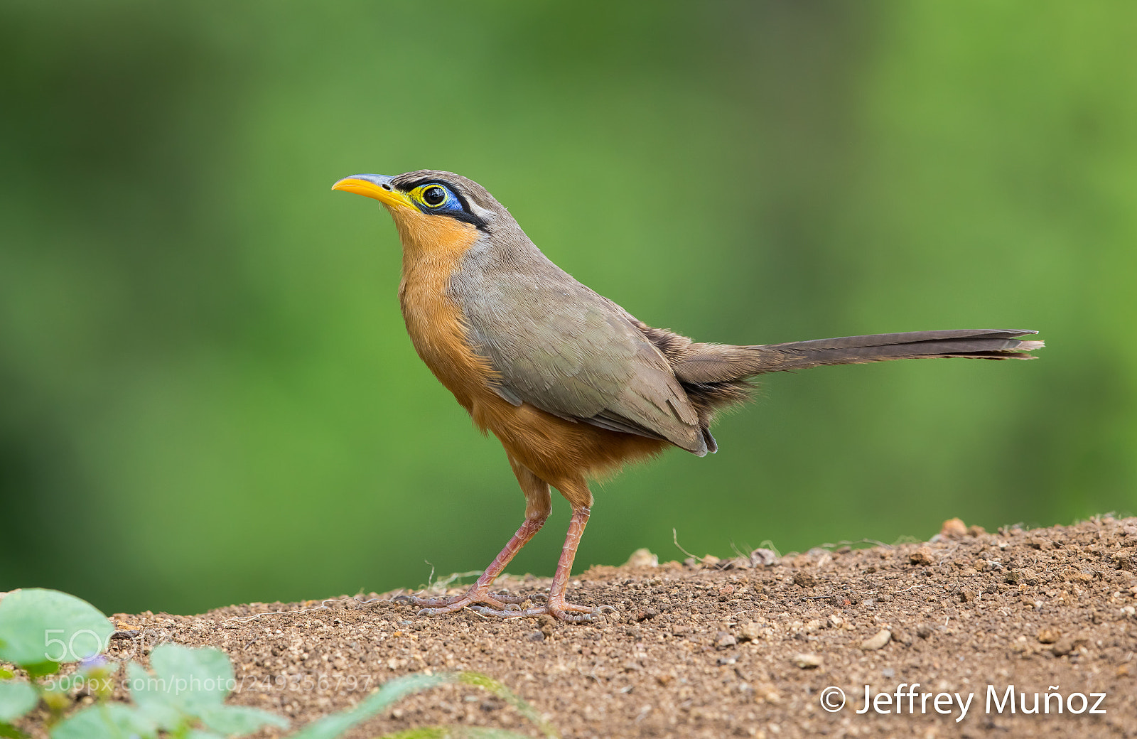 Canon EOS 5D Mark IV sample photo. Lesser-ground cuckoo photography