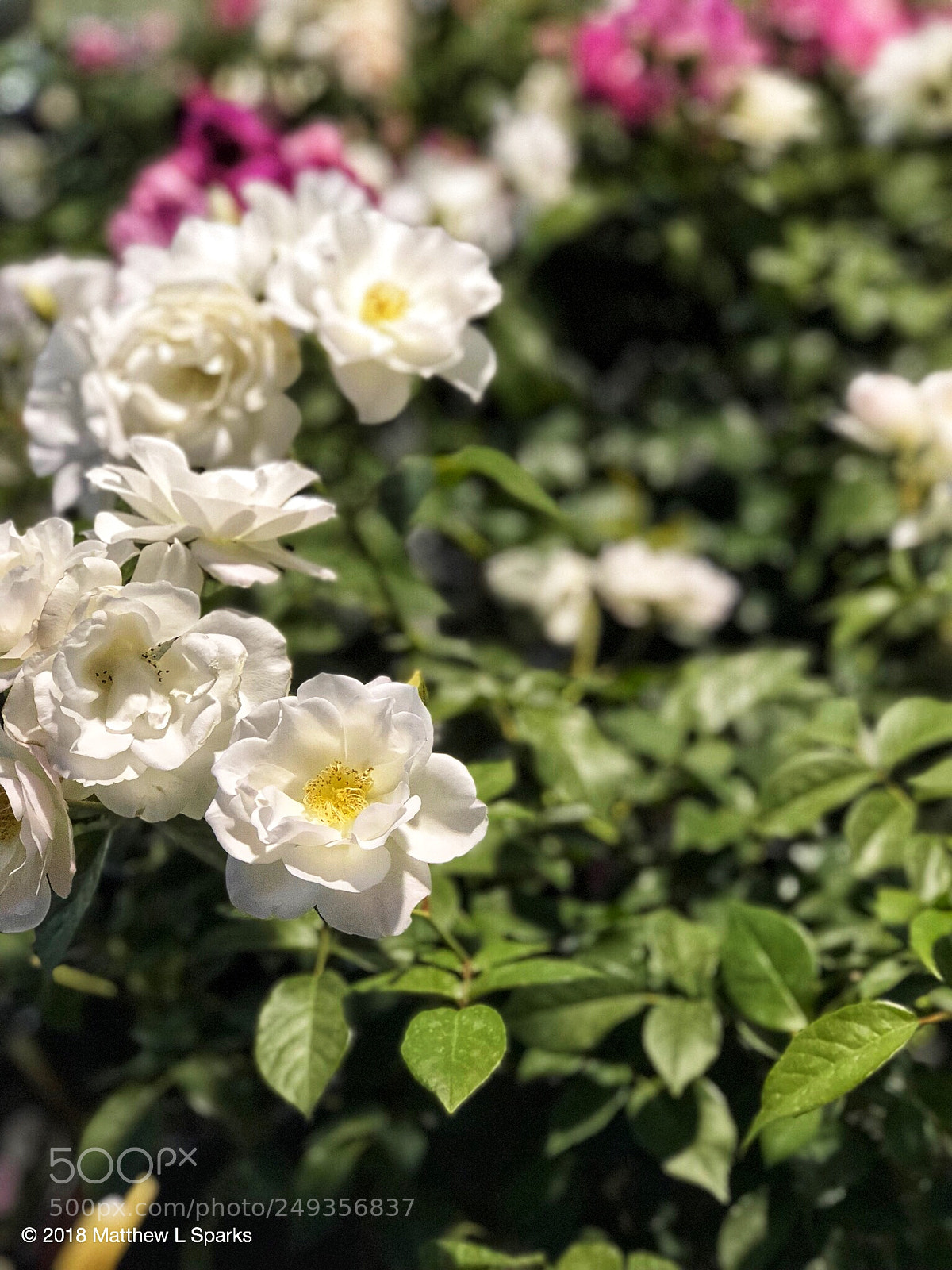 Apple iPhone 8 Plus sample photo. Spring light by matthew photography