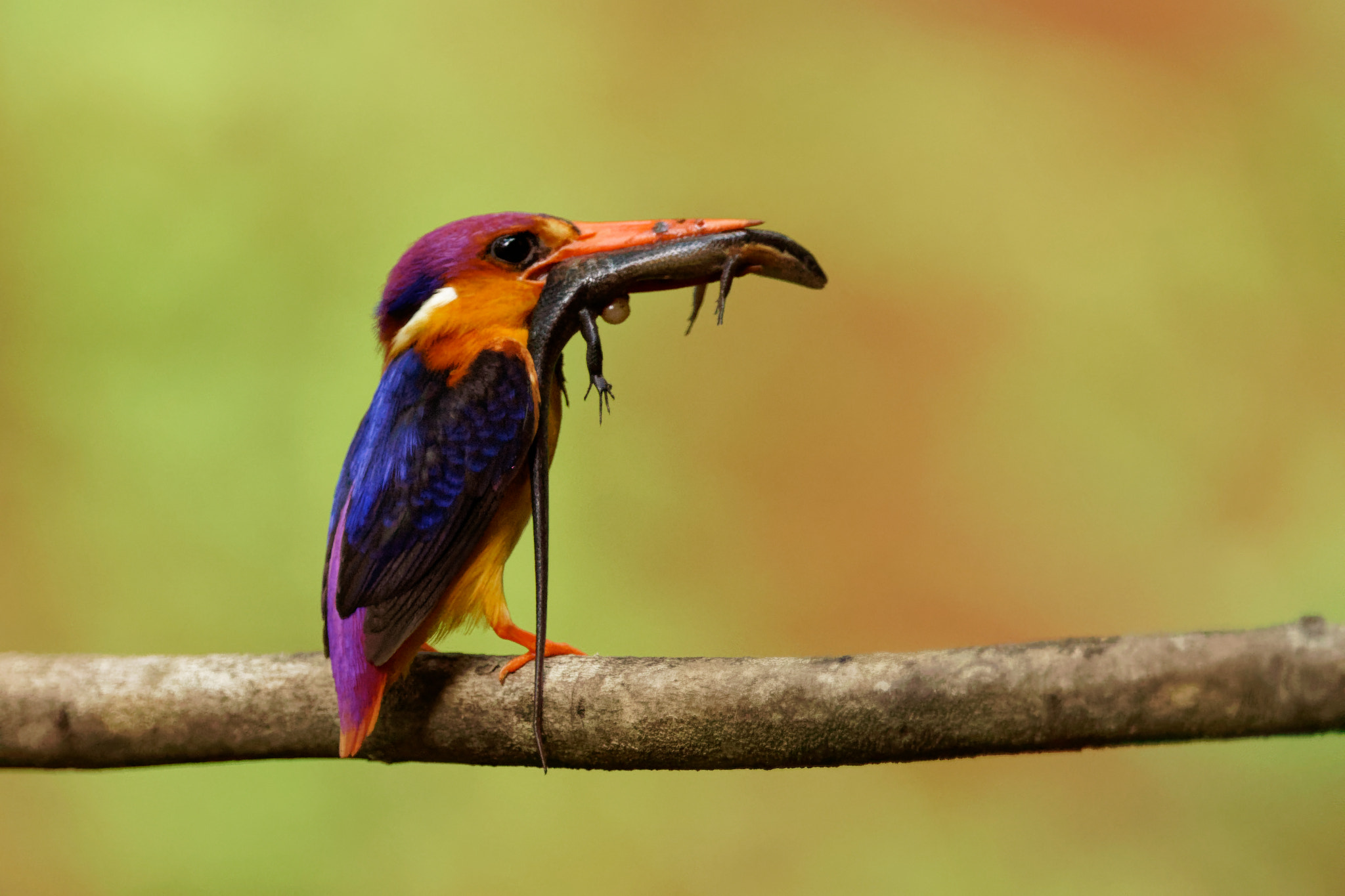 Sony ILCA-77M2 sample photo. Oriental dwarf kingfisher photography