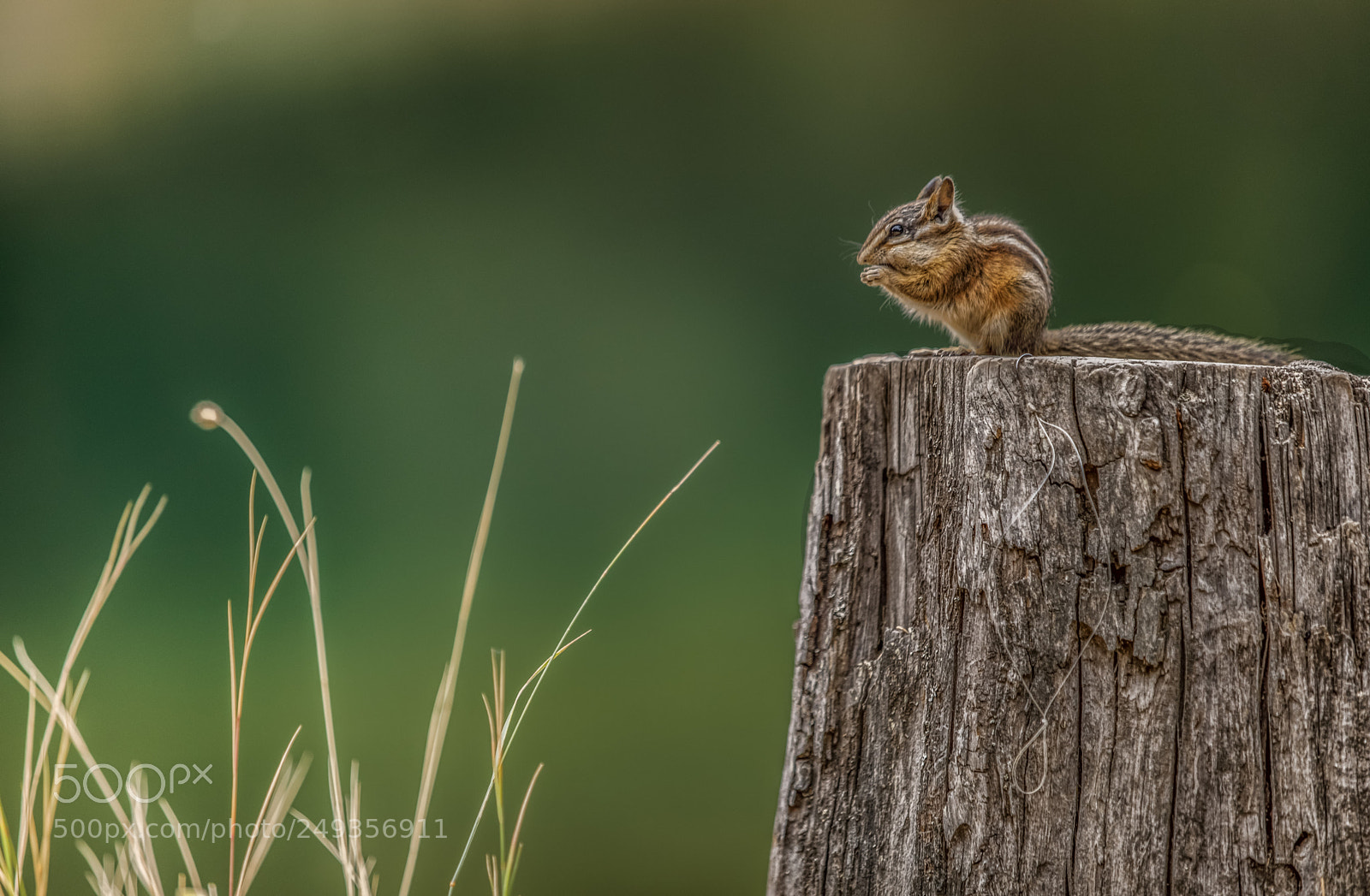 Canon EOS 5D Mark IV sample photo. Chipmunk photography