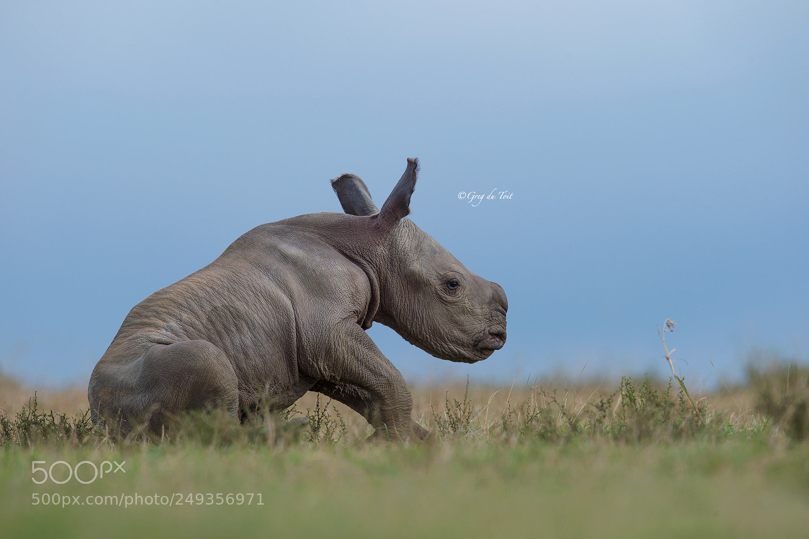 Nikon D4S sample photo. Baby rhino sitting photography