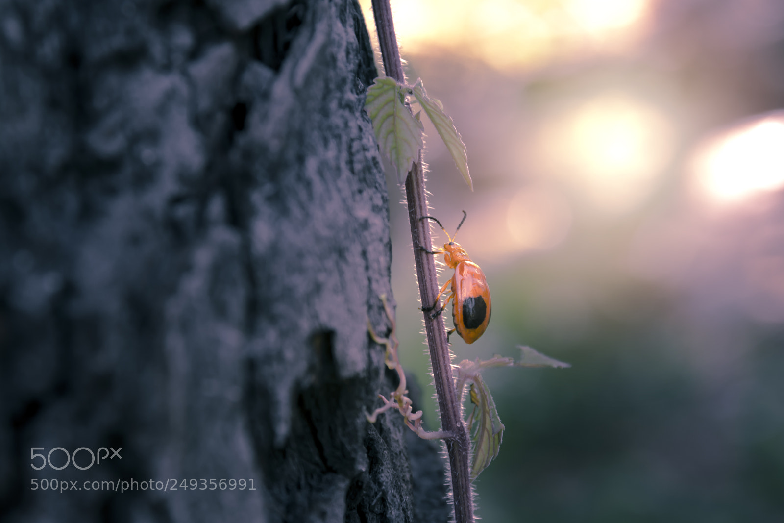 Nikon D5200 sample photo. Ladybug on vine trunk photography