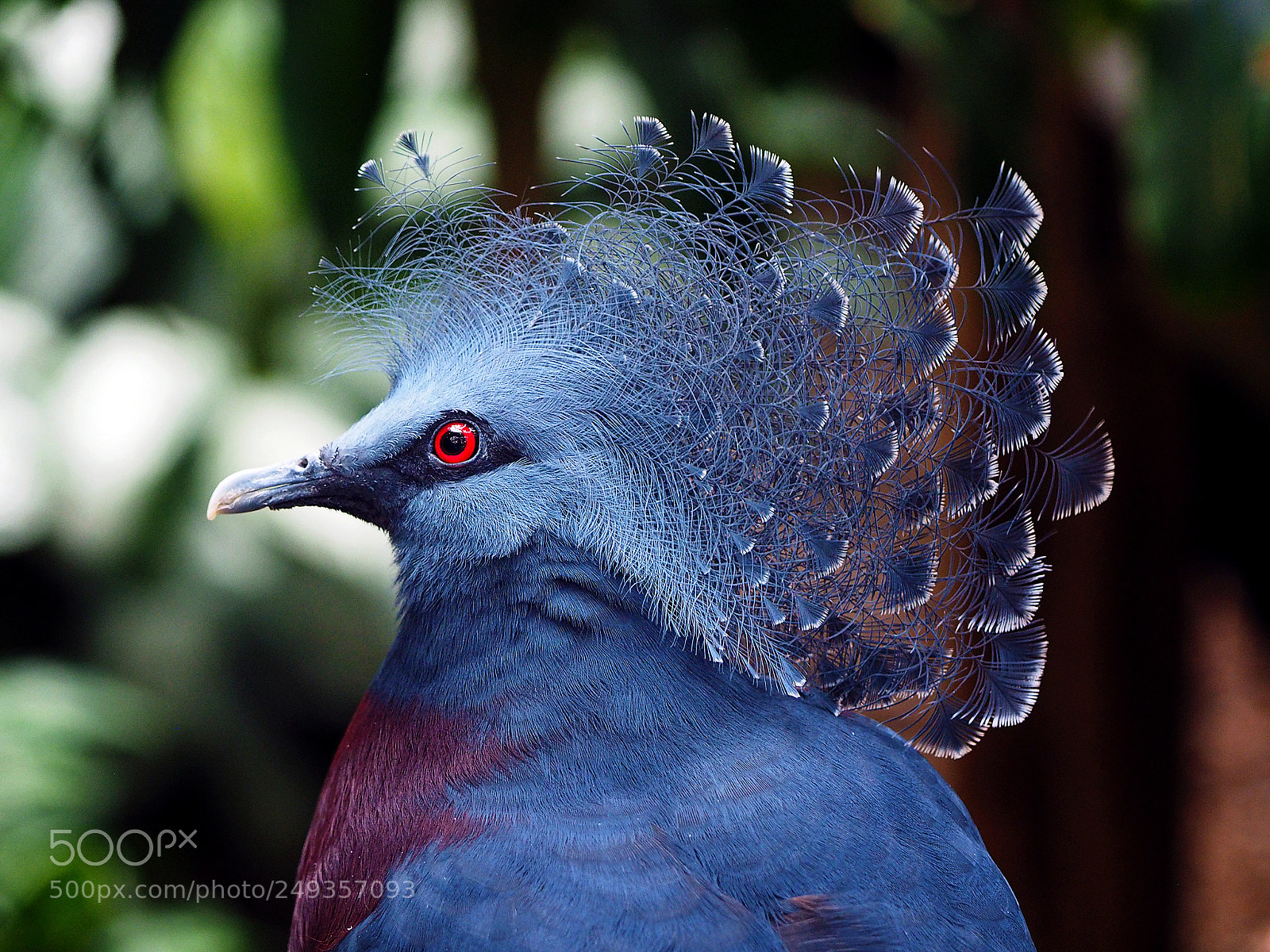 Olympus OM-D E-M1 sample photo. The fanciest of feathers photography