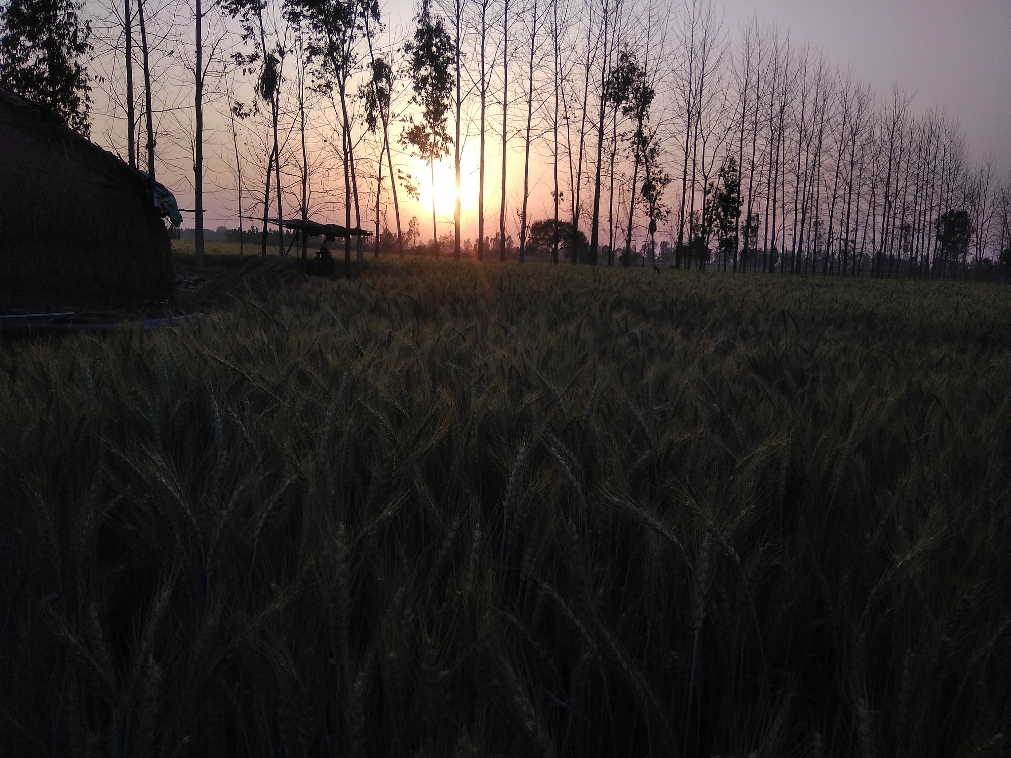 LeMobile Le X526 sample photo. Sunset in wheat fields photography