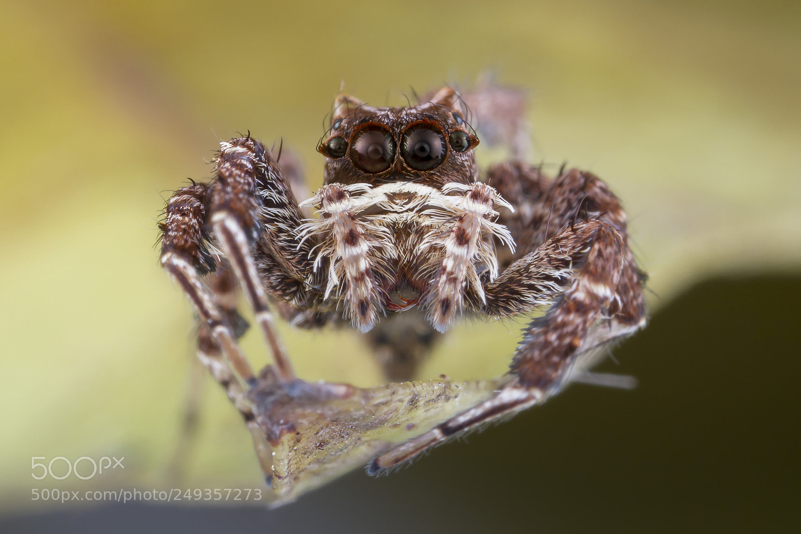 Canon EOS 7D sample photo. Jumping spider(portia fimbriata) photography