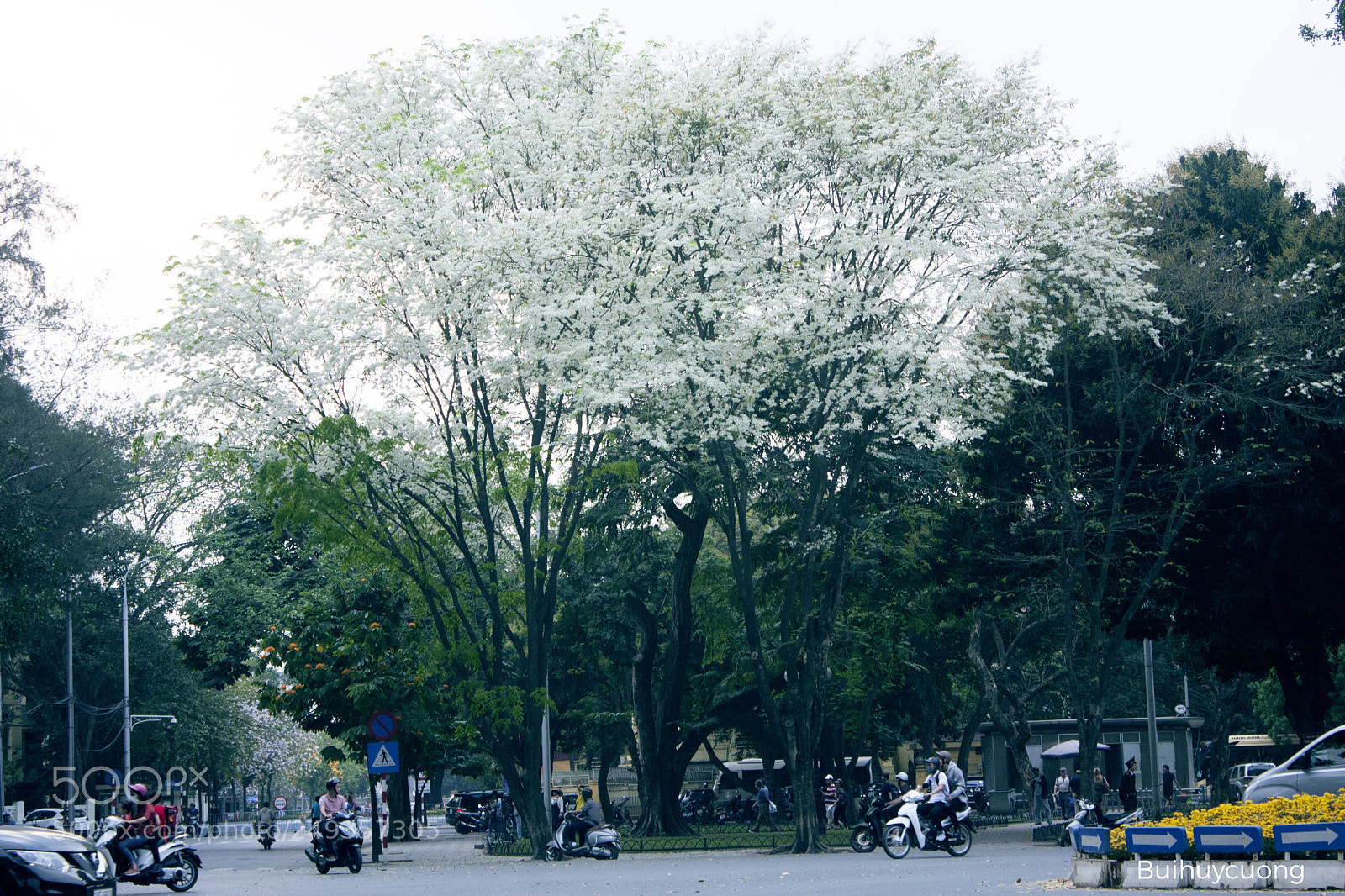 Canon EOS 40D sample photo. Hoa sưa photography