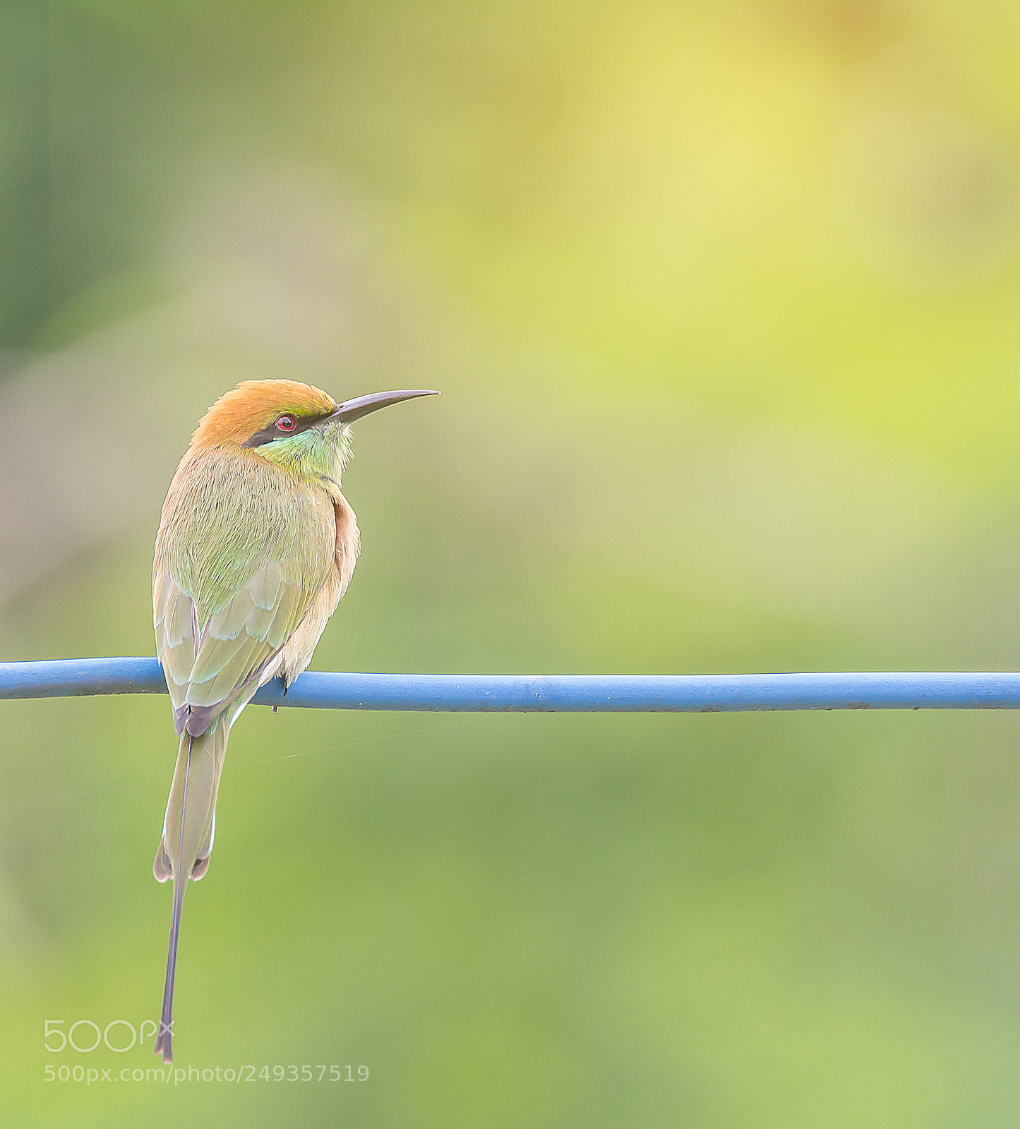 Canon EOS 60D sample photo. Green bee-eater photography