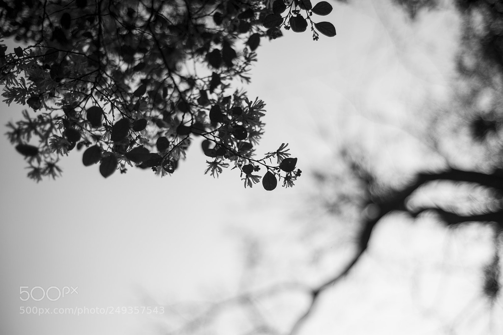 Nikon D700 sample photo. Spring photography