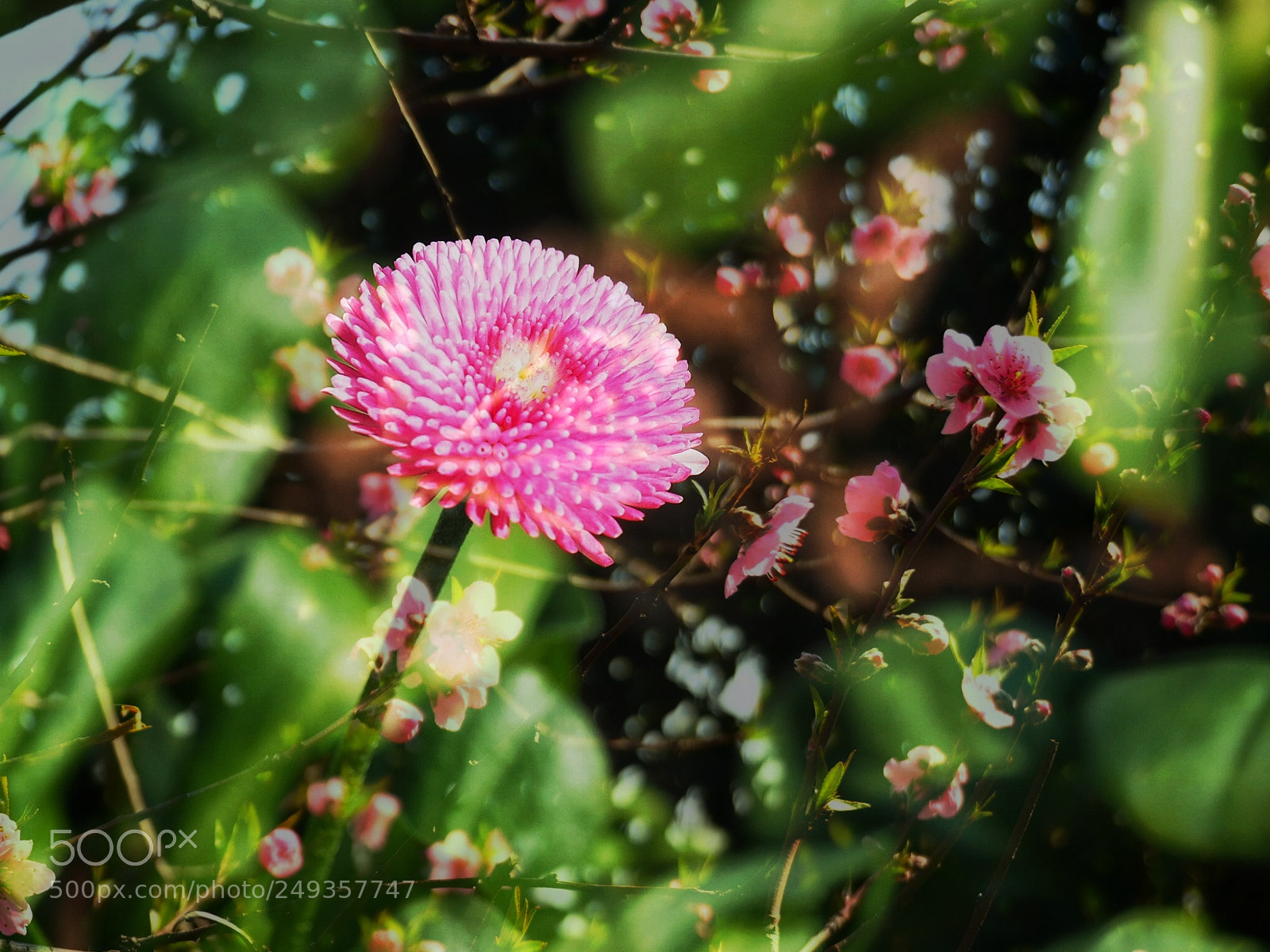 Olympus OM-D E-M10 sample photo. 春暖花开 photography