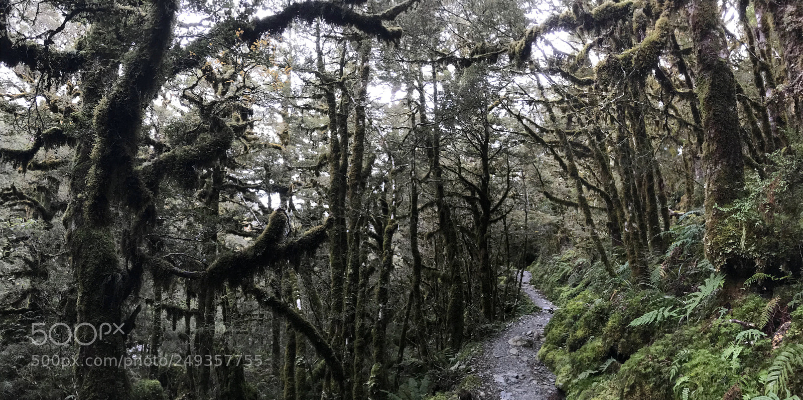 Apple iPhone 7 sample photo. Lake howden, fjordland national photography