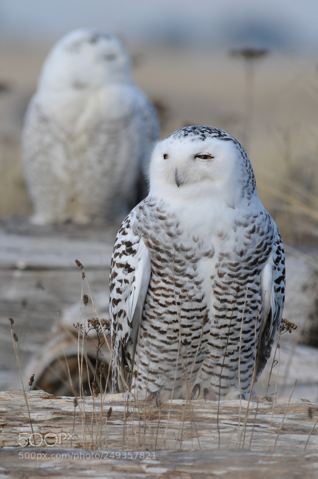 Nikon D300 sample photo. Snowy owls photography