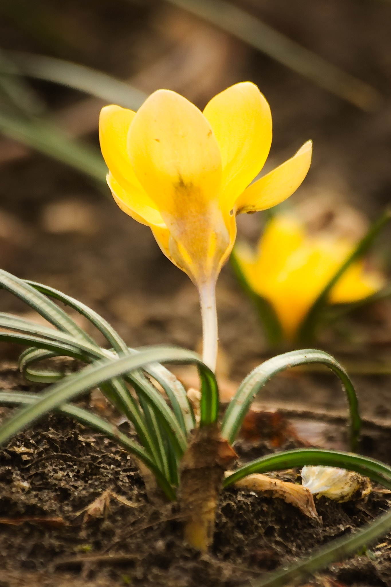 Sigma 70-300mm F4-5.6 APO DG Macro sample photo. First flowers photography