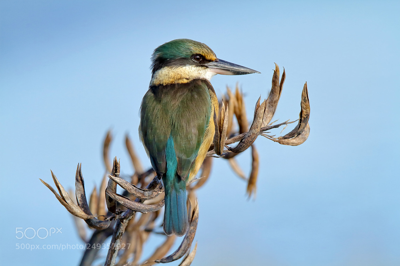 Canon EOS 7D sample photo. New zealand native kingfisher photography
