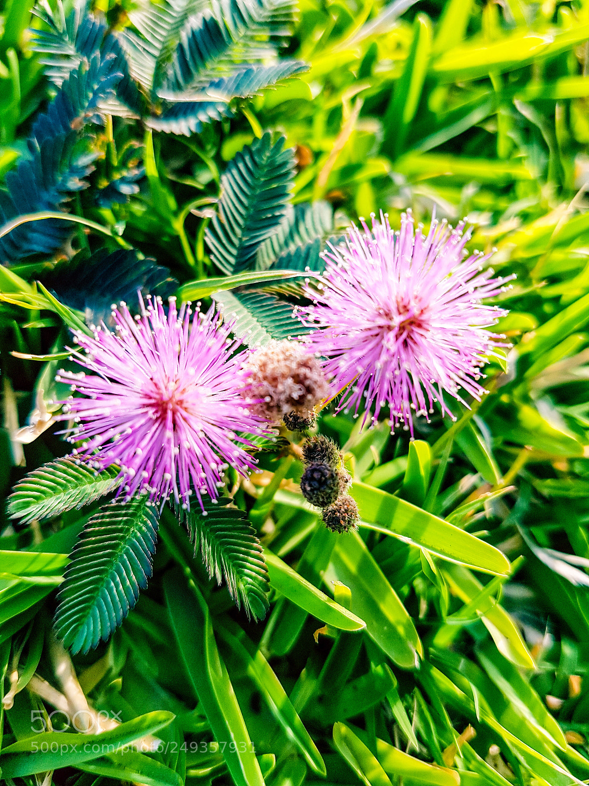 Samsung Galaxy S7 Edge sample photo. Dormilona photography