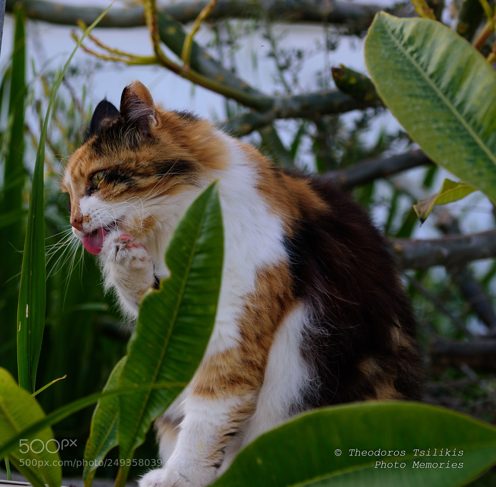 Nikon D7200 sample photo. Personal care photography