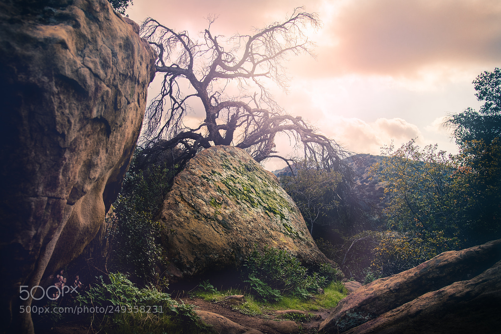 Canon EOS 7D Mark II sample photo. Enchanted forests photography