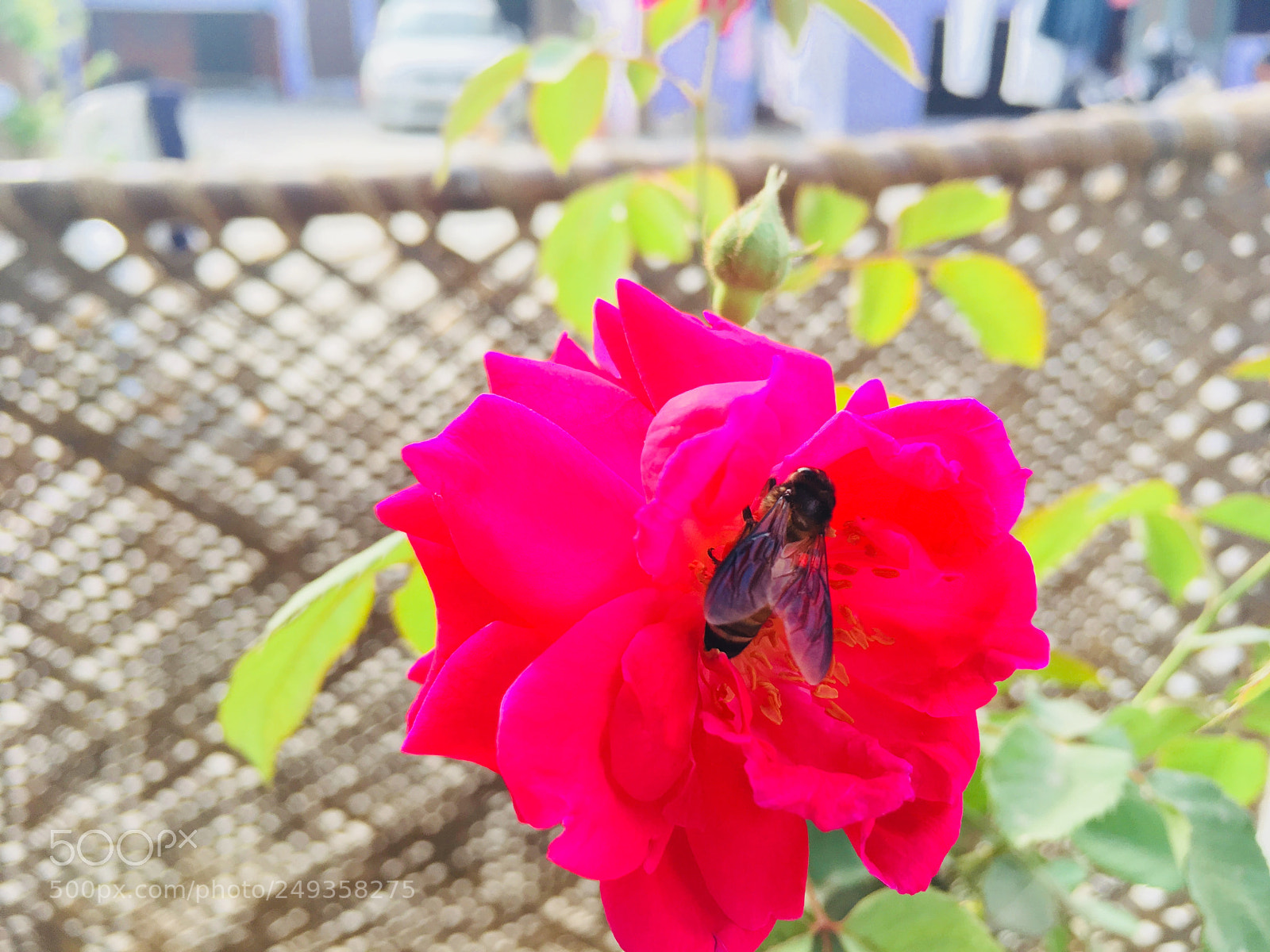 Apple iPhone SE sample photo. #redmornings photography