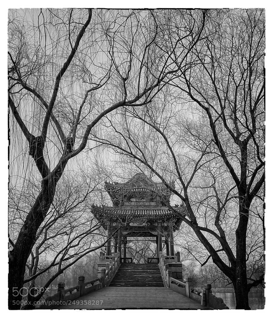 HUAWEI Mate 10 sample photo. 早春 photography