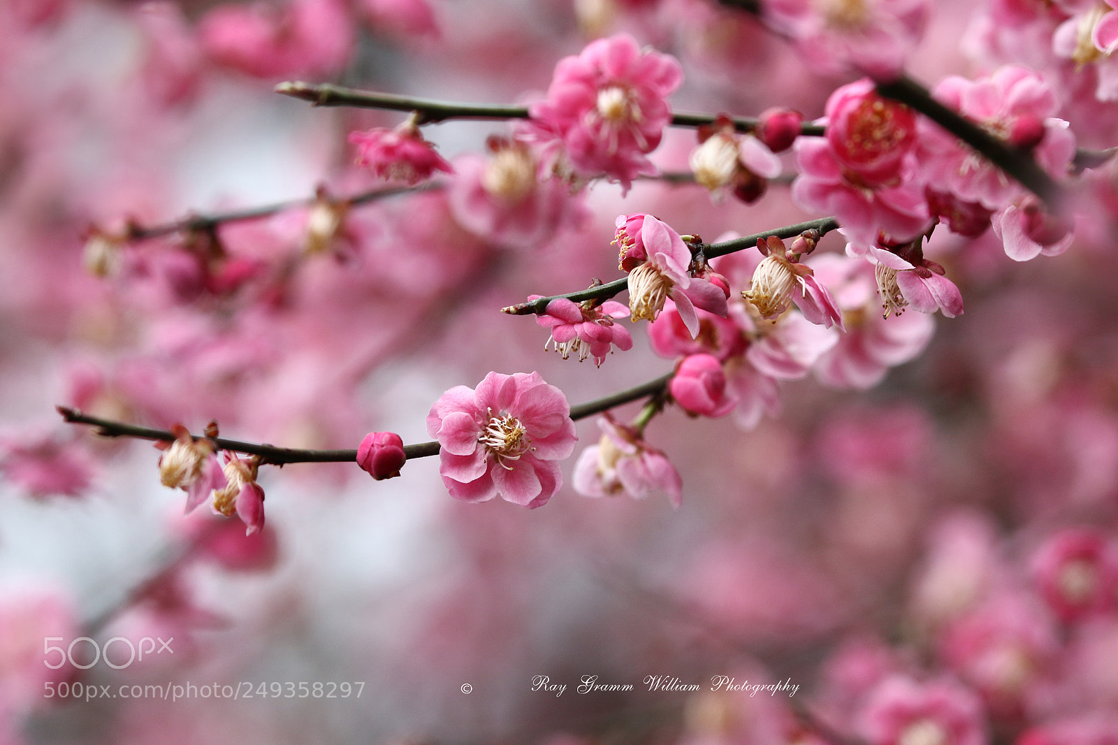 Canon EOS 7D Mark II sample photo. My illness relapse photography