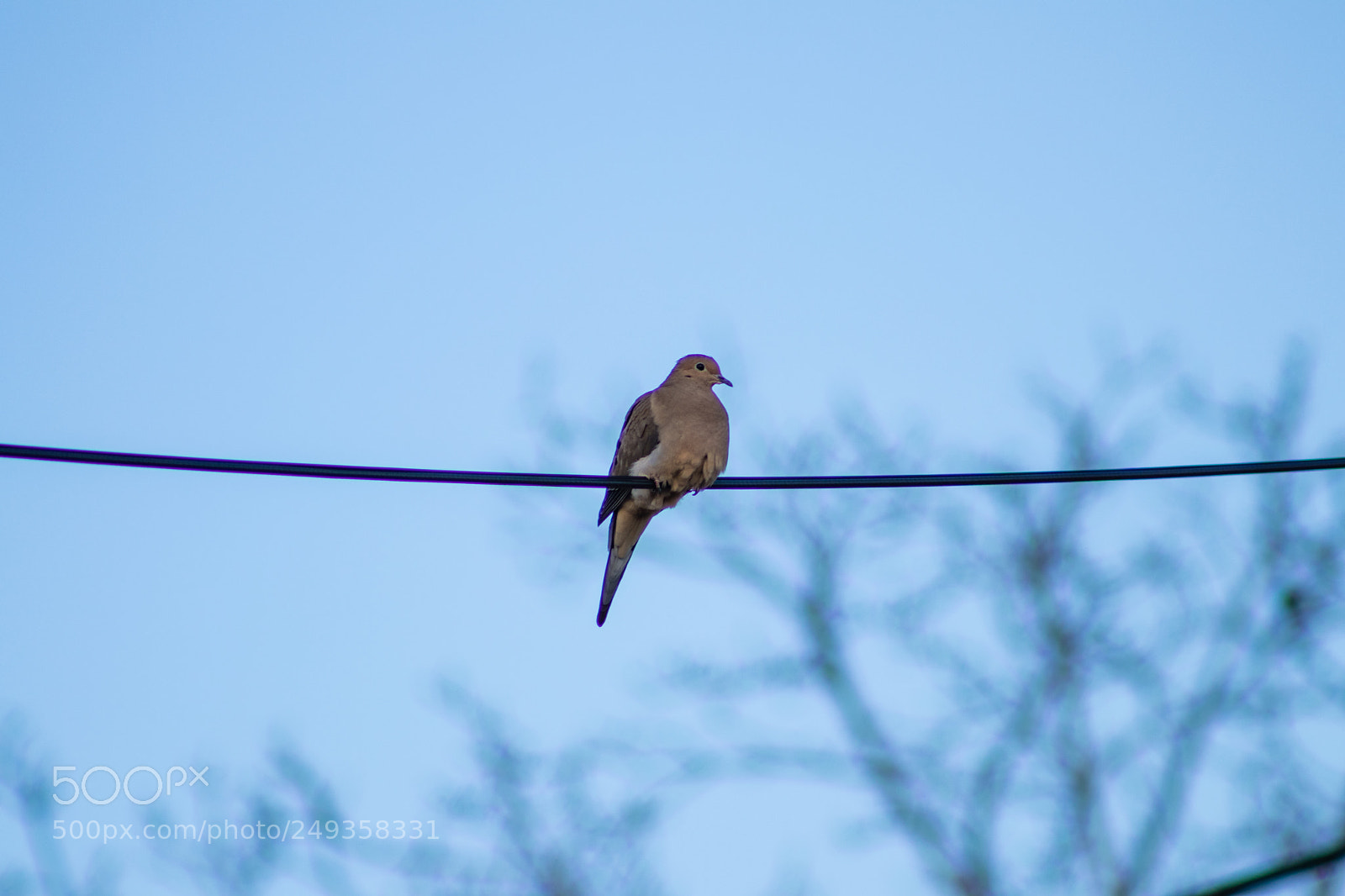Canon EOS 77D (EOS 9000D / EOS 770D) sample photo. Lonely mourning dove photography
