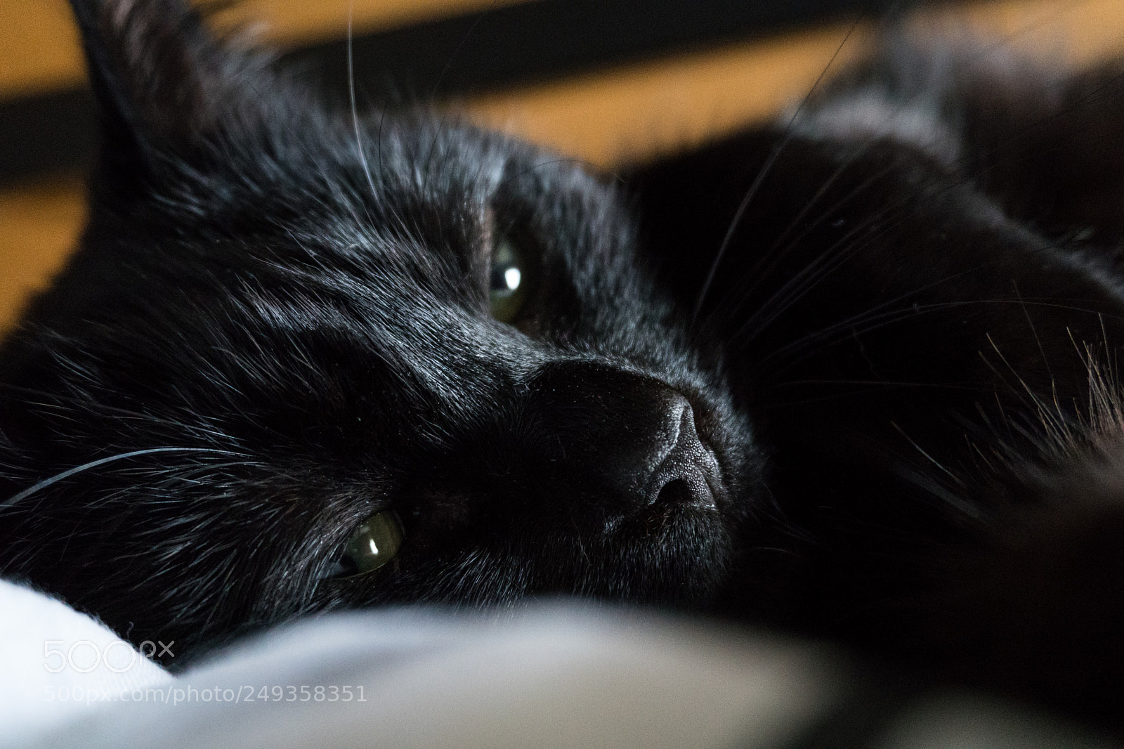 Sony a6300 sample photo. Busy doing nothing photography