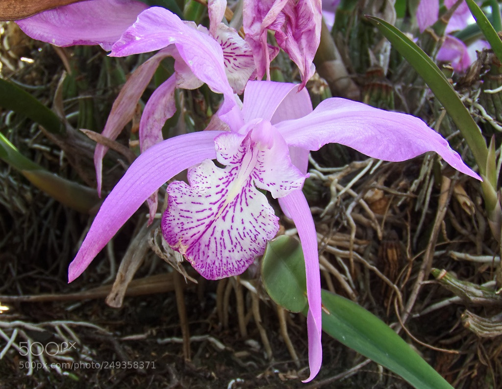 Canon PowerShot SX60 HS sample photo. Catasetum integerrimum epifita photography