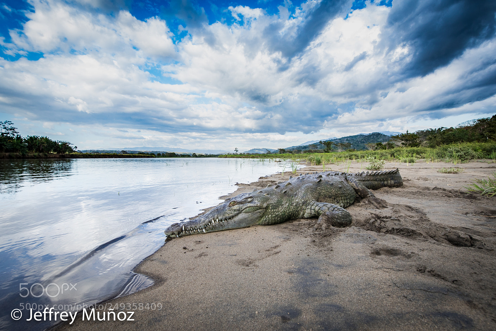 Canon EOS 5D Mark IV sample photo. American crocodile photography